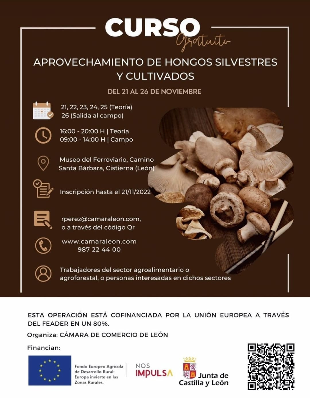 Curso hongos