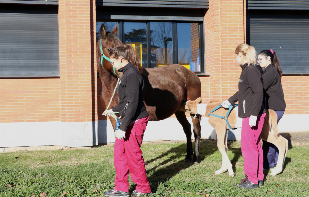 2023 01 24 Hospital Veterinario 01