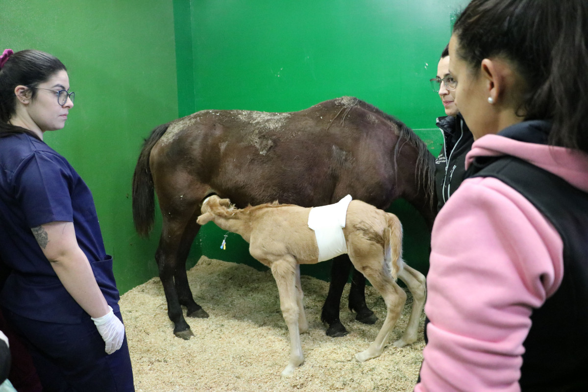 2023 01 24 Hospital Veterinario 06
