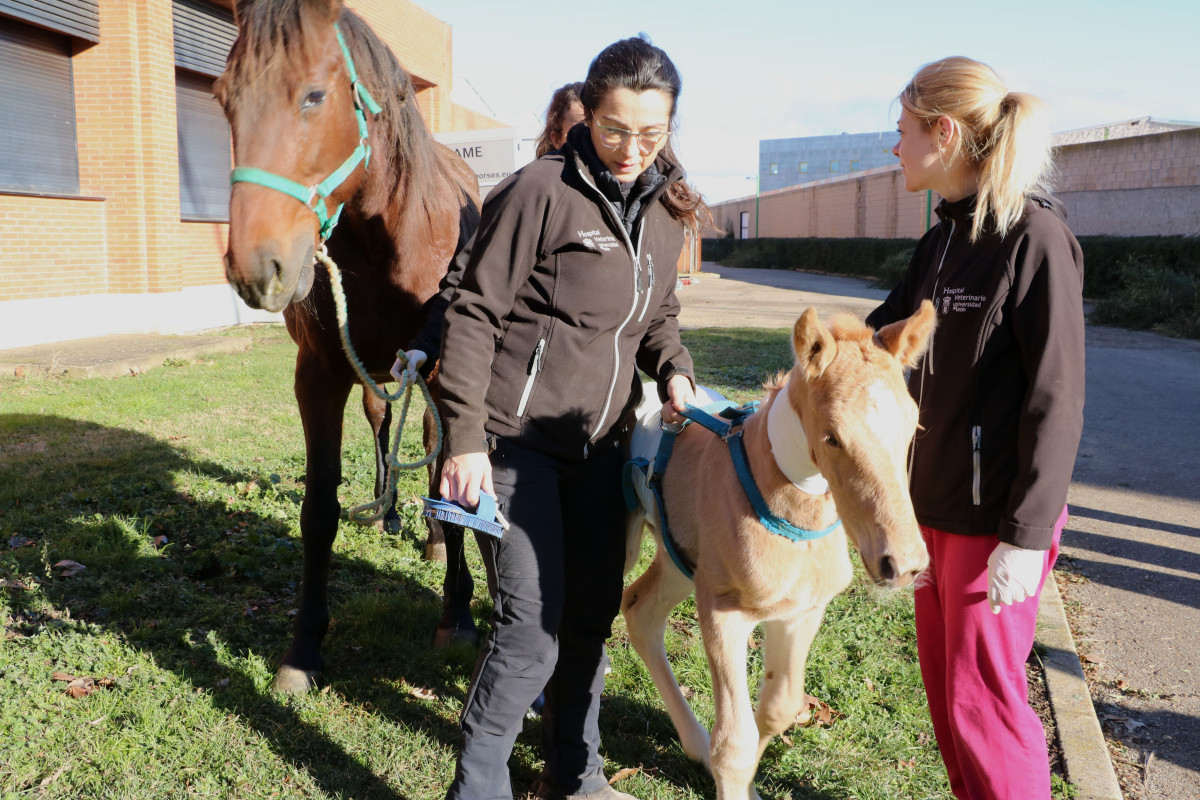 2023 01 24 Hospital Veterinario 03