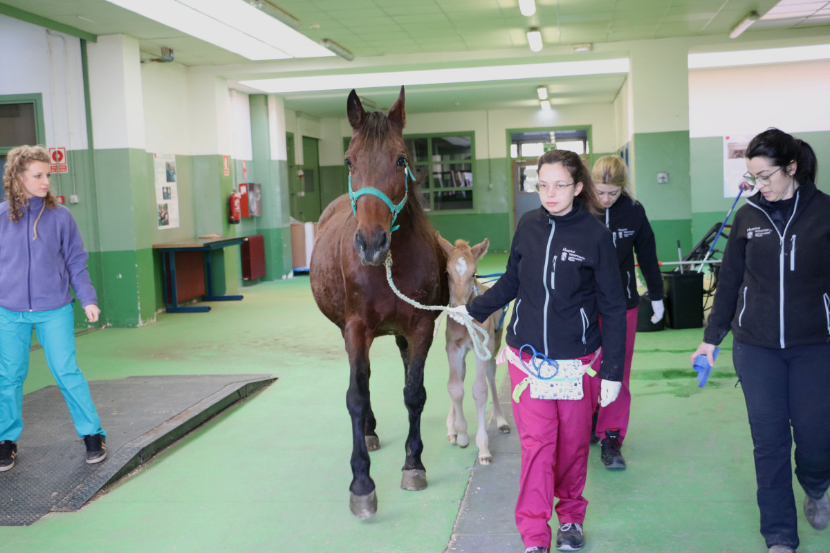 2023 01 24 Hospital Veterinario 04