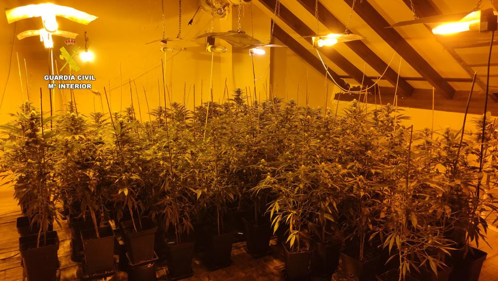 Plantacion marihuana indoor (2)