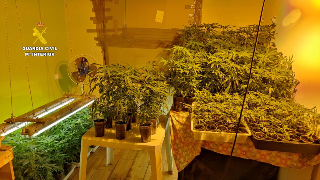 Plantacion marihuana indoor (3)