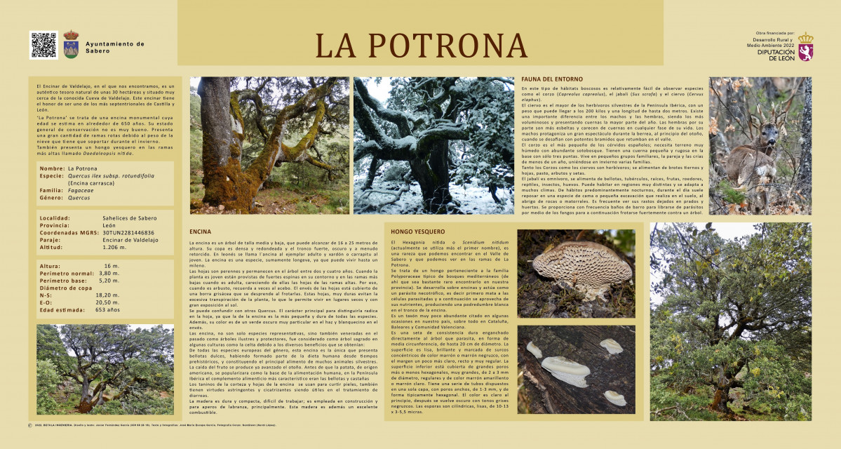 La potrona B2