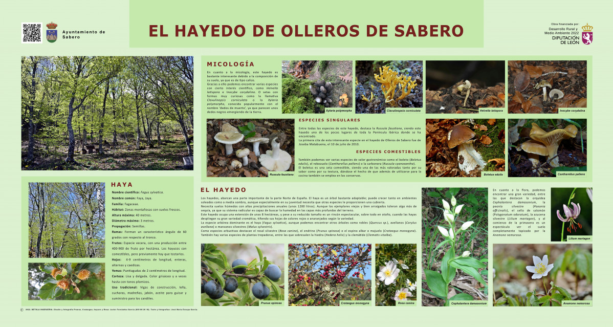 El hayedo B