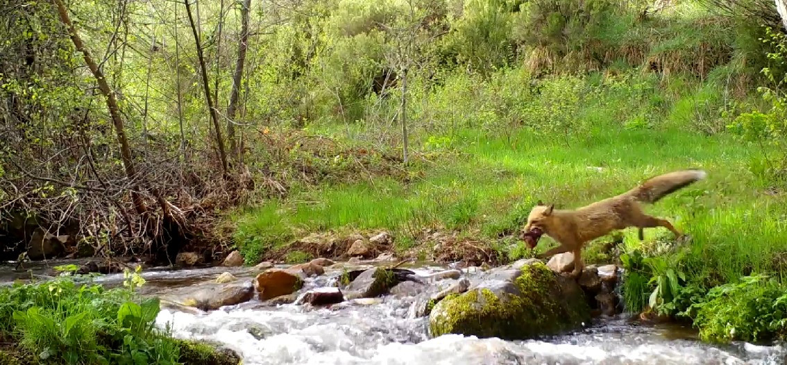 Documental el bosque salvaje de pardomino bichoprod. 1