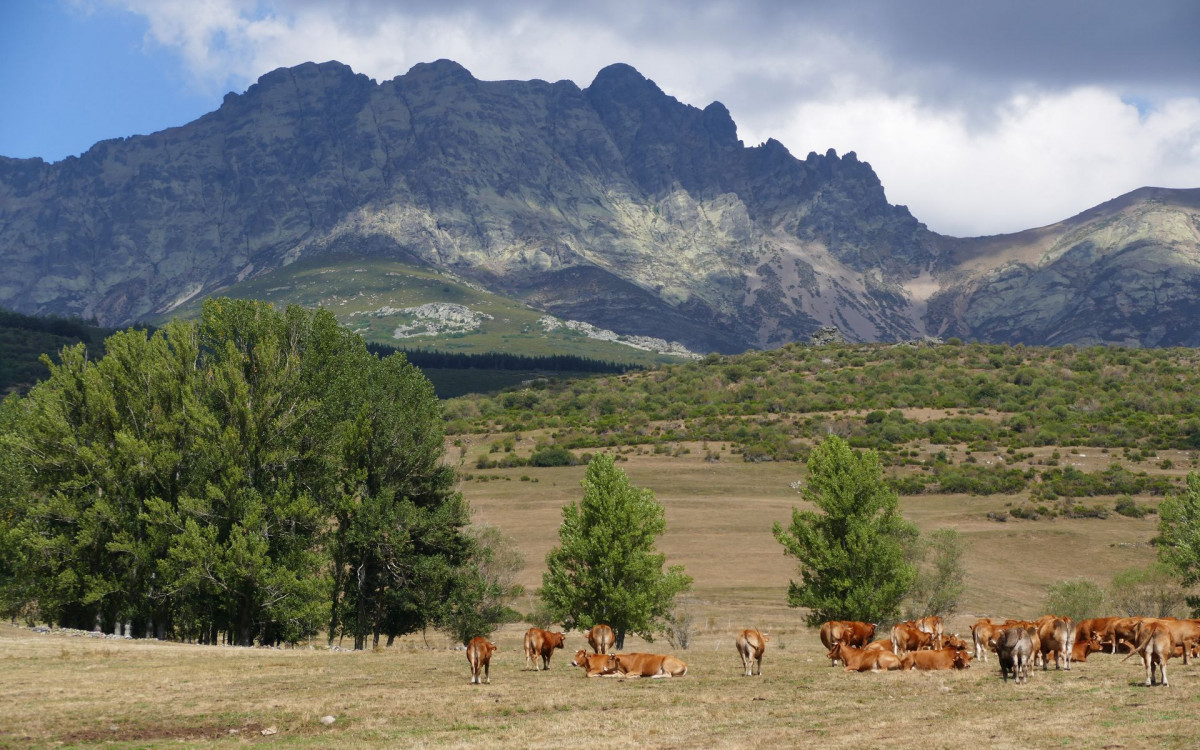 Triollo palencia turismo curavacas ganado