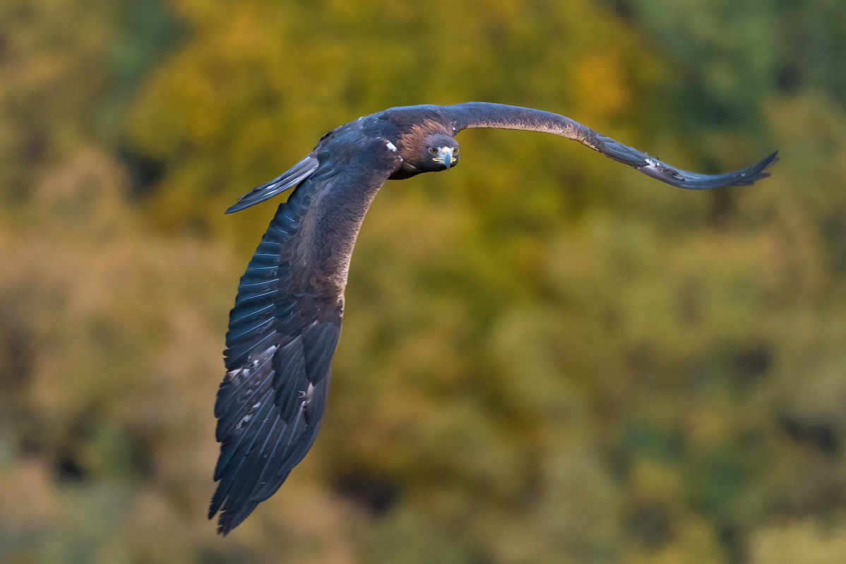 Águila real en vuelo