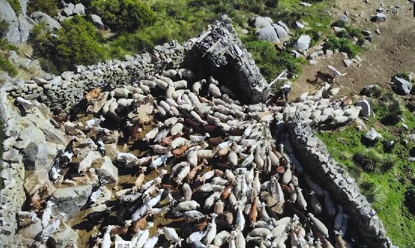 Documental entre pastores y lobos