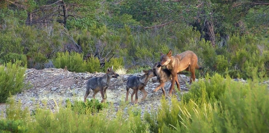 Documental entre pastores y lobos (2)