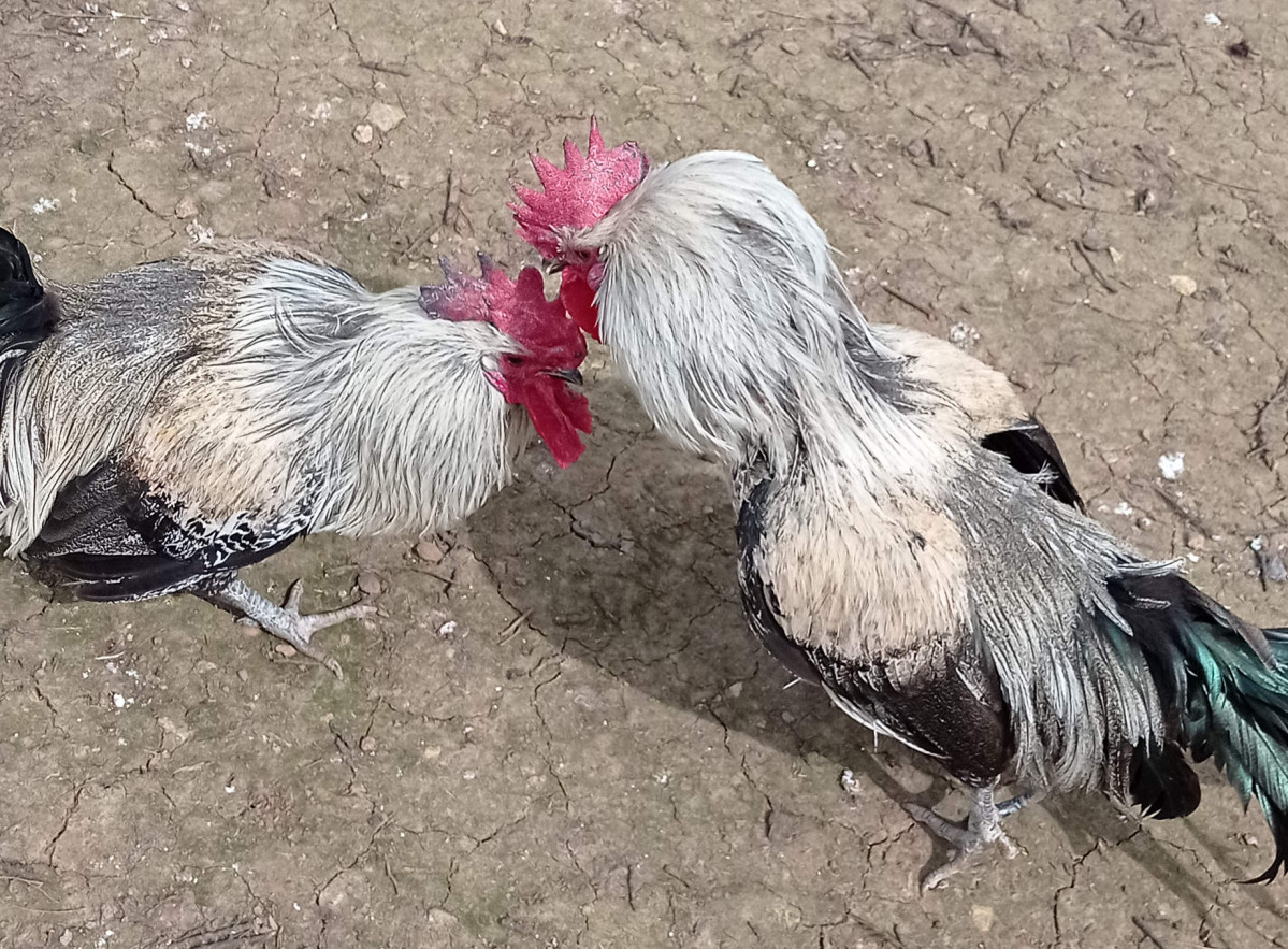 Gallos pardos peleando