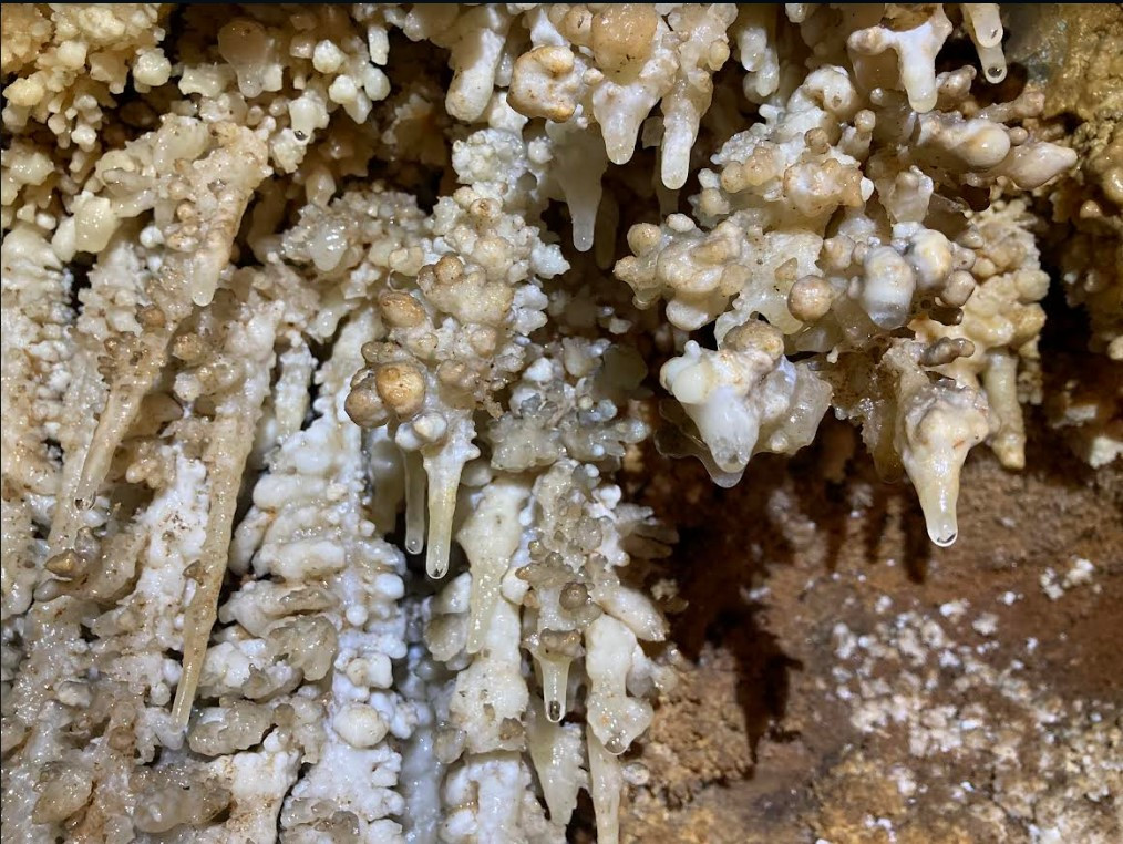 Coraloides 5 cueva llamazares  Elena fdez gª