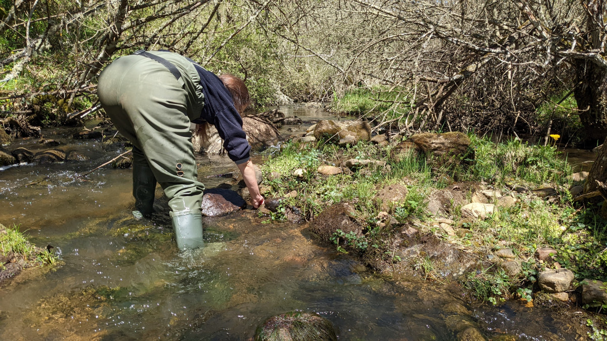 Muestreos biolu00f3gicos en la cuenca del Duero (1)