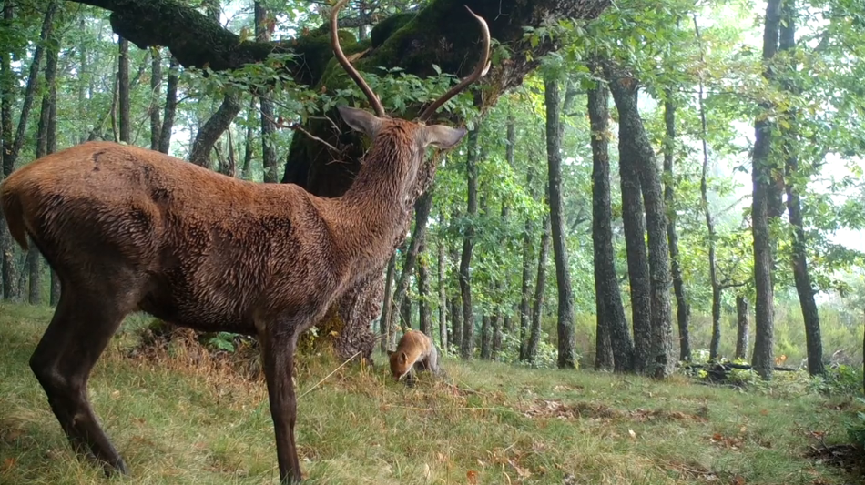 El bosque salvaje de pardomino (2)