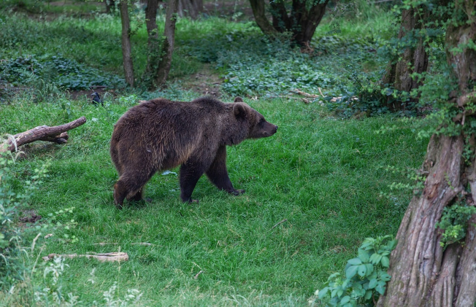 Oso pardo jcyl