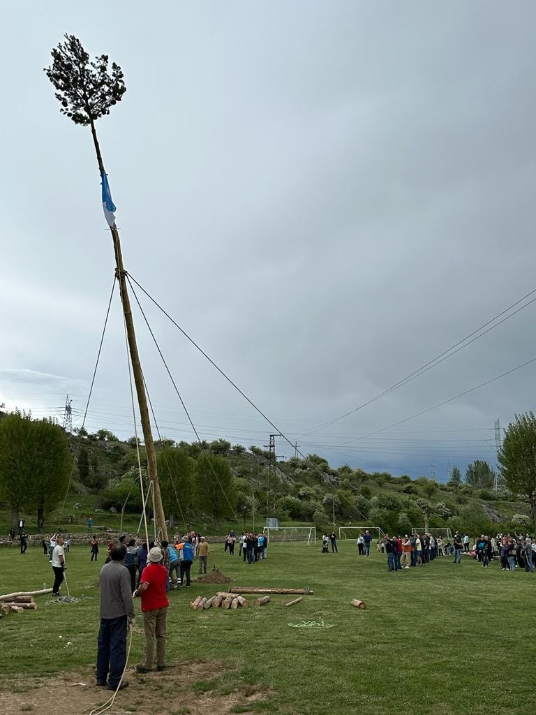 Pinada del mayo velilla 2023 11