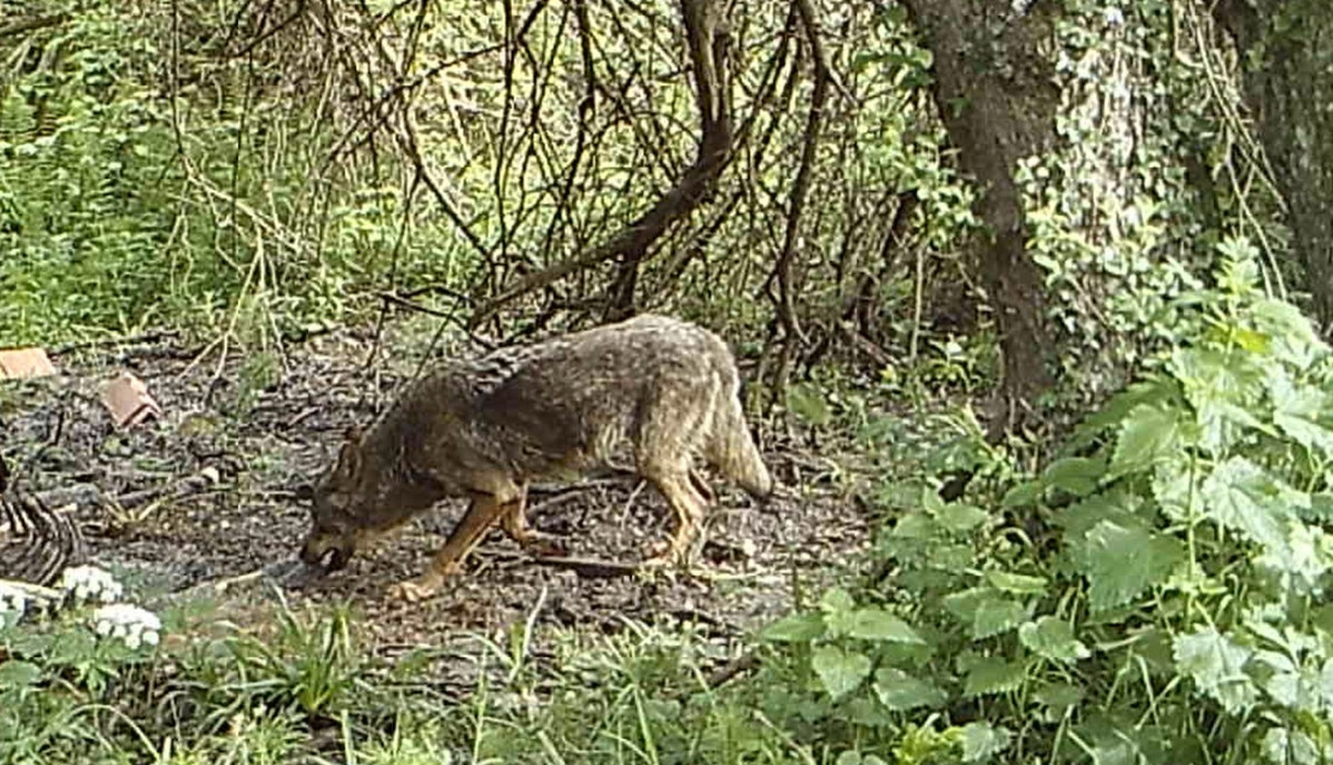 2 lobo comiendo despojos con una pata rota