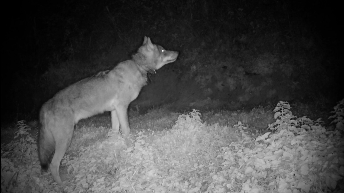 3 lobo  con tramoa en el cuello