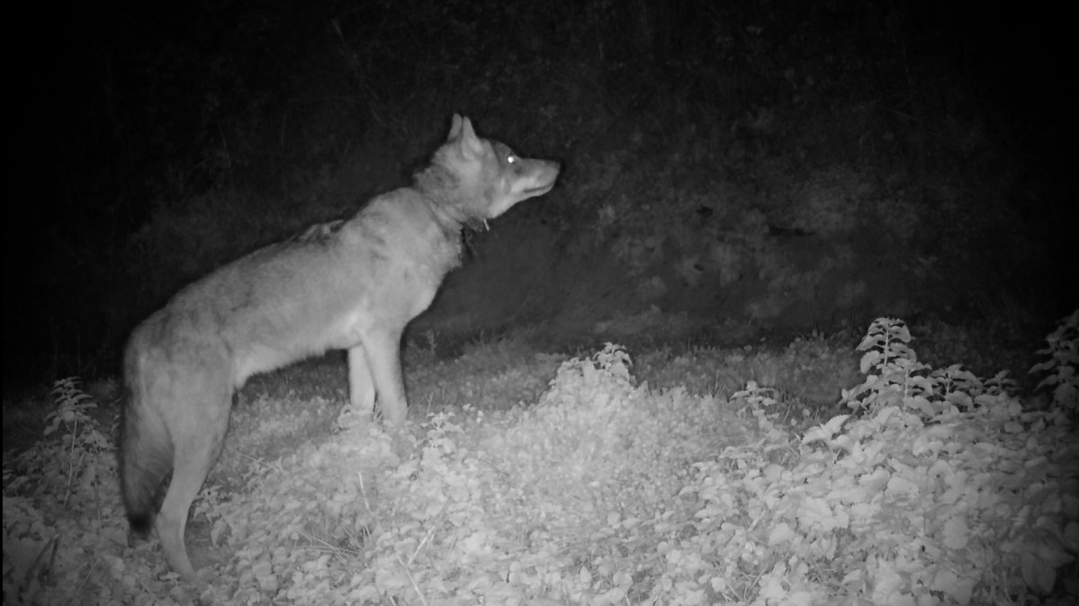 3 lobo  con tramoa en el cuello