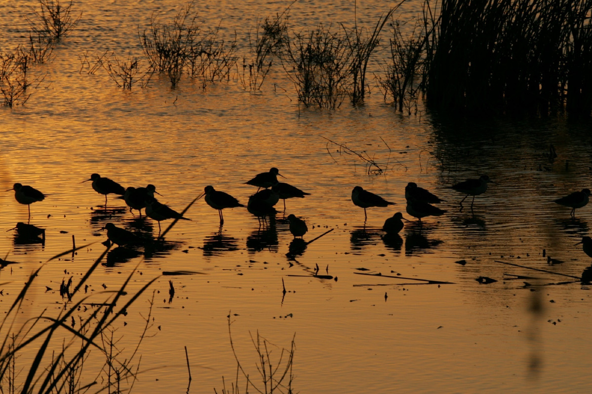 Aves migratorias jcyl