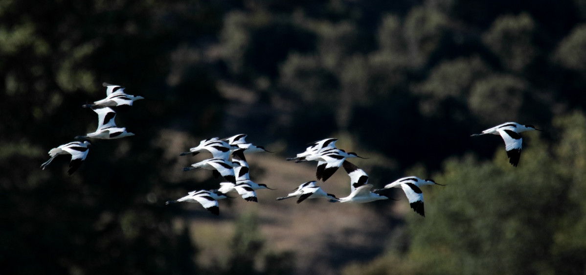 Aves migratorias jcyl (2)