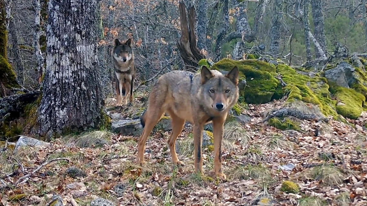 El Bosque Salvaje de Pardomino 03