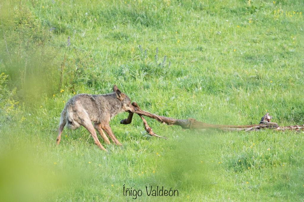 Lobo iñigo valdeon picos de europa