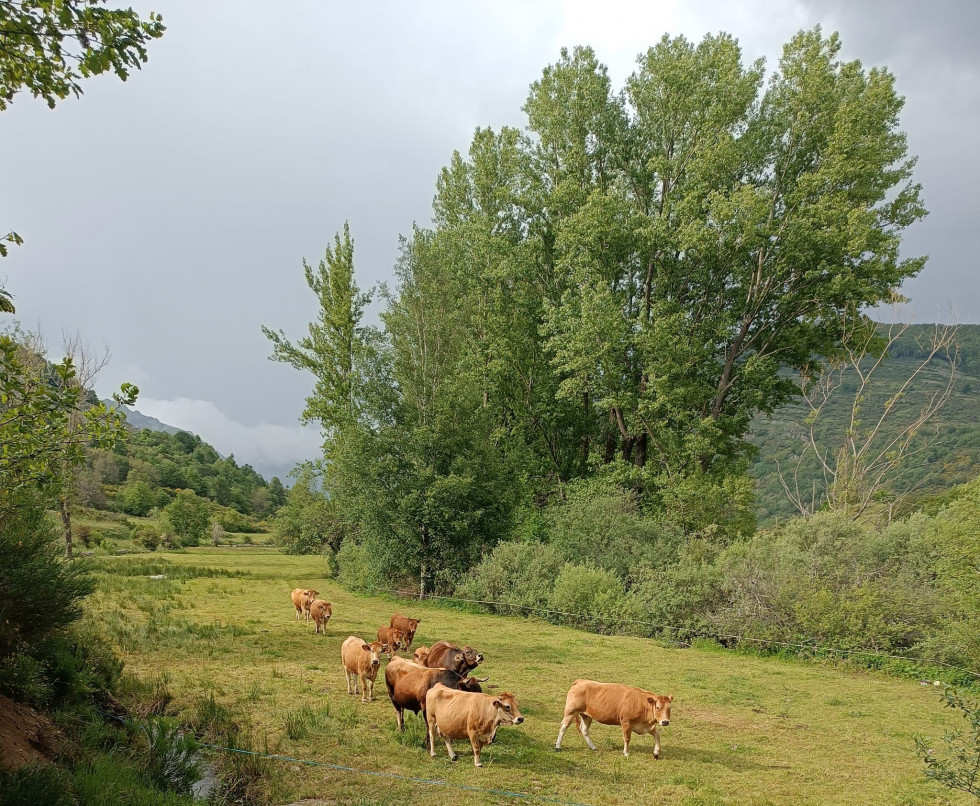 Ganaderia vacas cofiñal 4