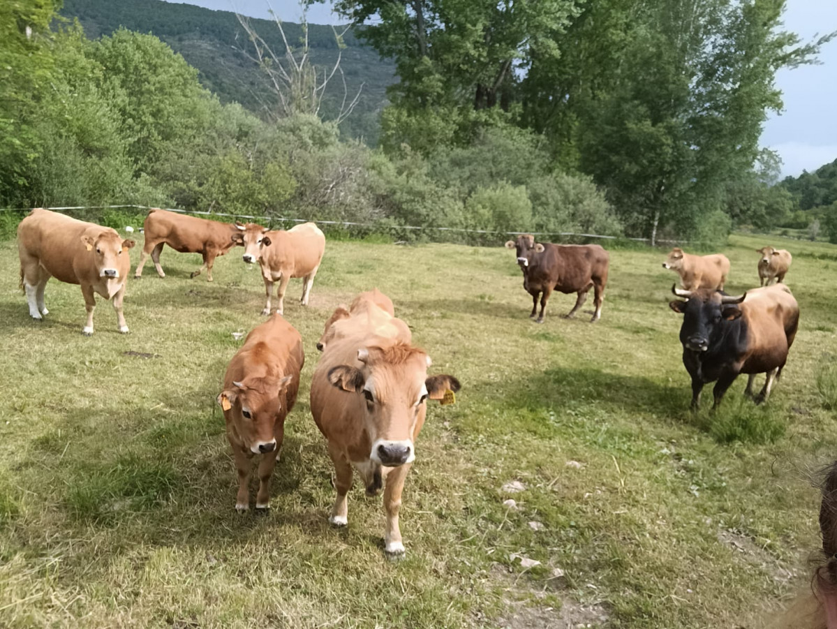 Ganaderia vacas cofiñal 3