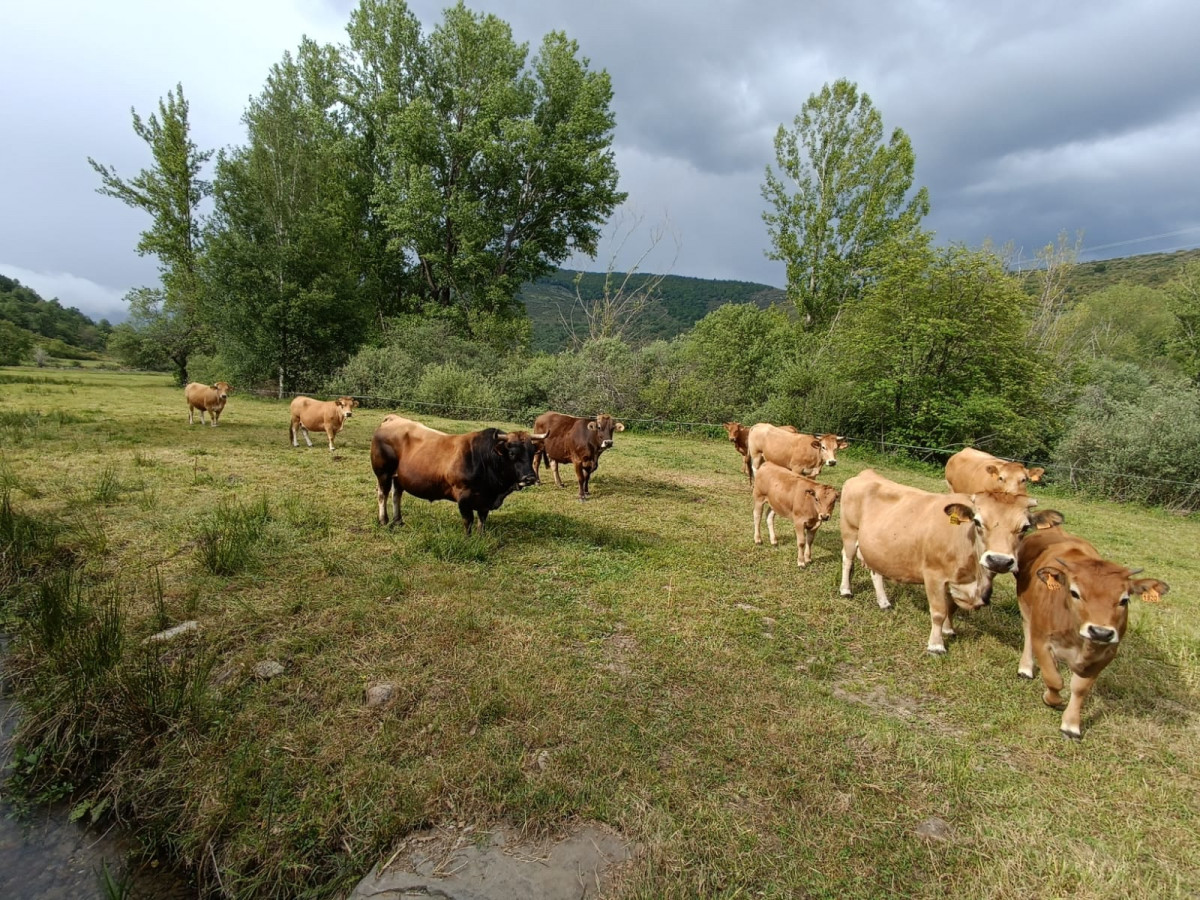 Ganaderia vacas cofiñal 2