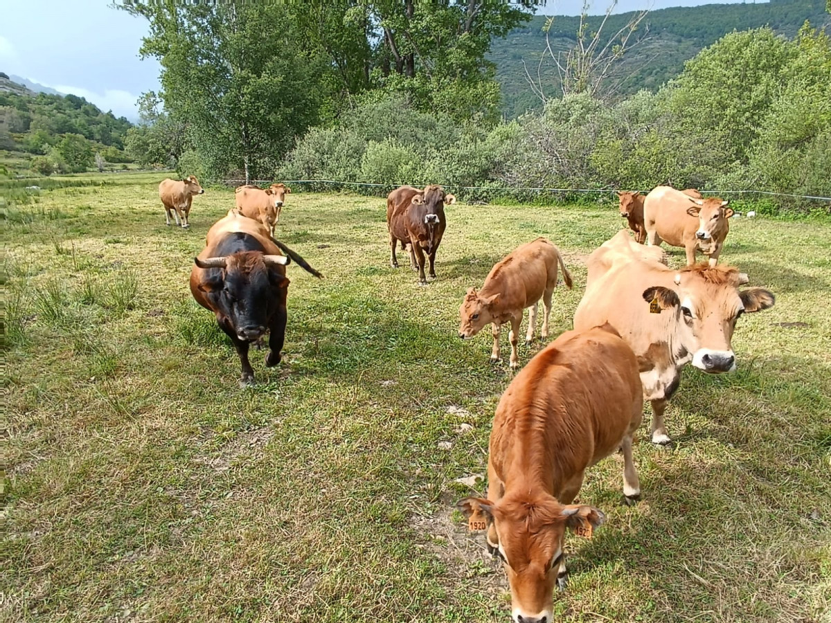 Ganaderia vacas cofiñal 1