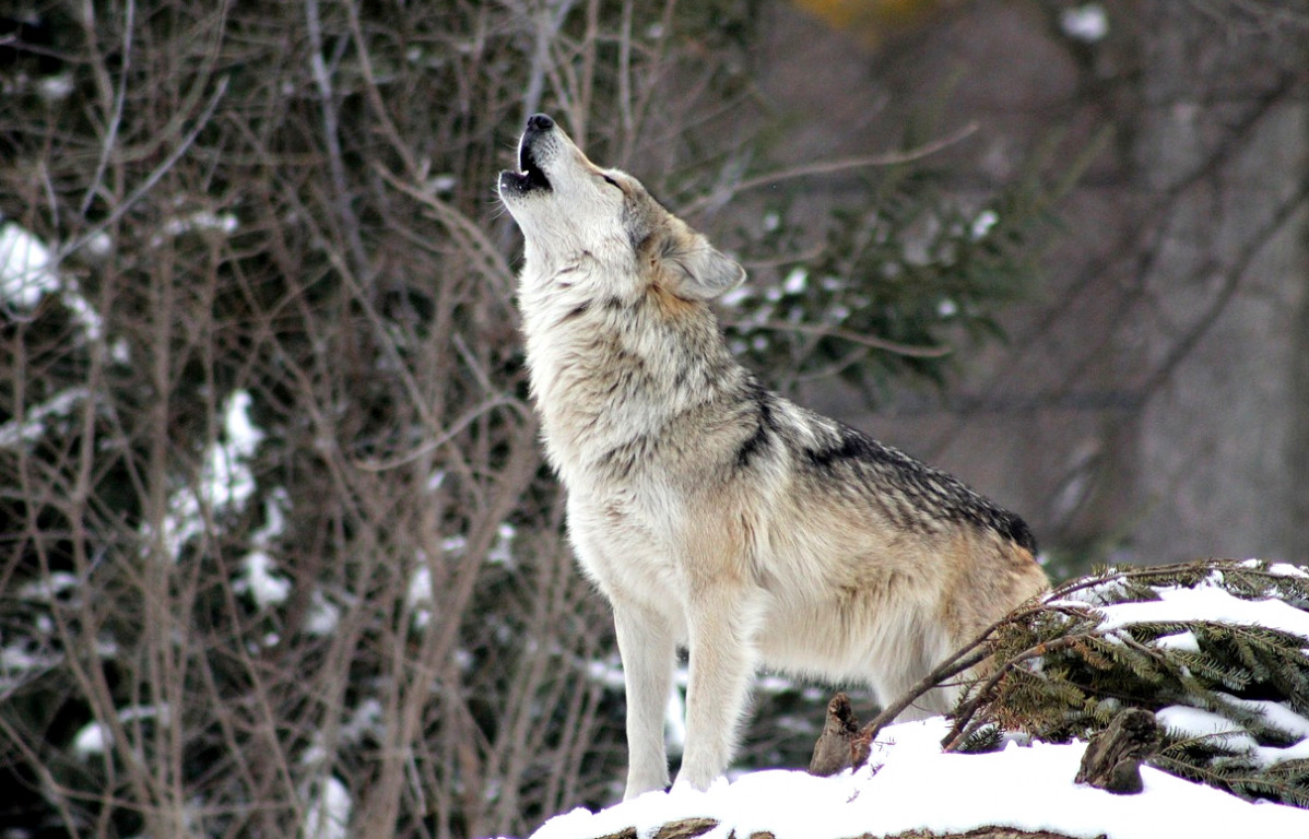Lobo Ibérico ULE