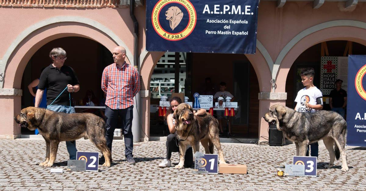 Campeonato nacional de mastin  Carmen Glez felgueroso (5)