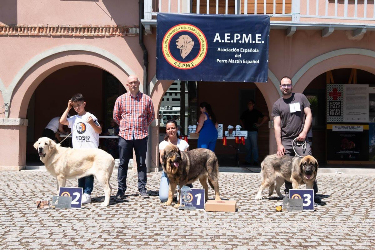 Campeonato nacional de mastin  Carmen Glez felgueroso (4)