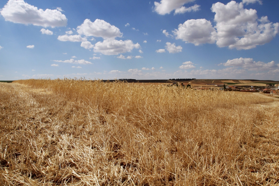 Agricultura jcyl