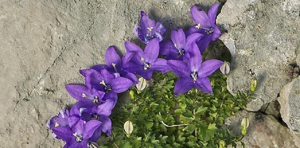 Flora de la Cordillera Cantu00e1brica ULE