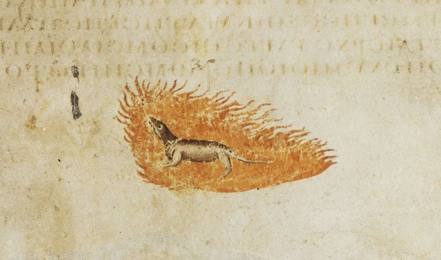 Salamandra (Wiener Dioskurides)