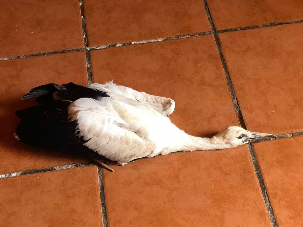Foto