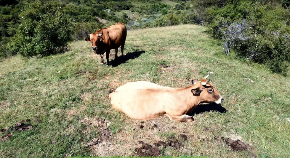 Ganaderia ULE Nutrovi 05