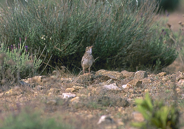 Alondra ricoti SEObirdlife