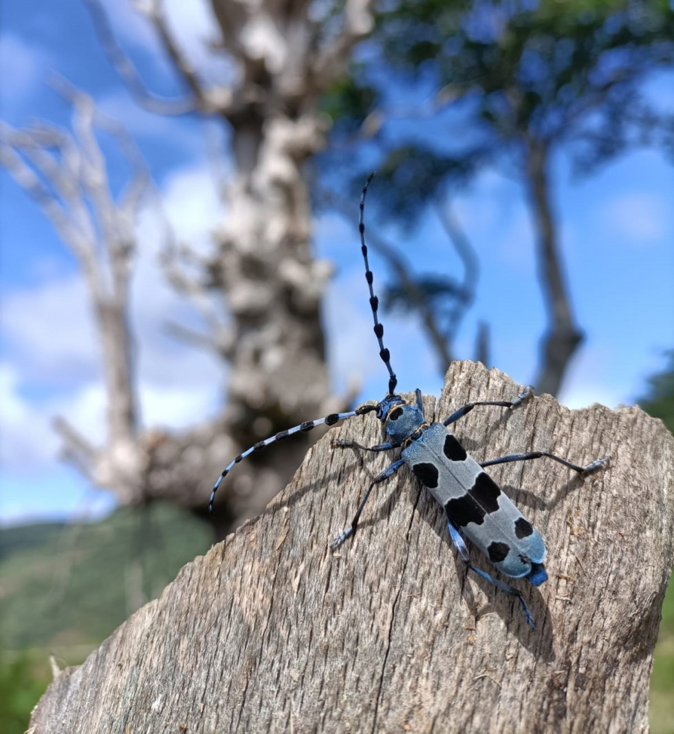 Insectos coleopteros jcyl