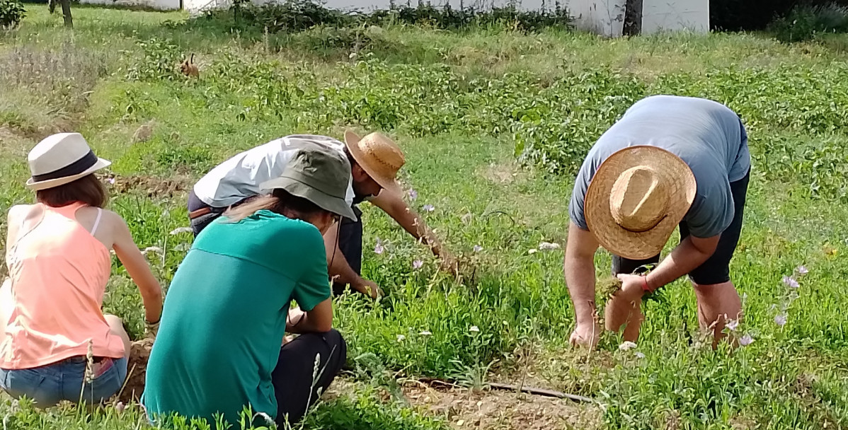 Beca ralbar valles de omau00f1a y luna plantas medicinales 1