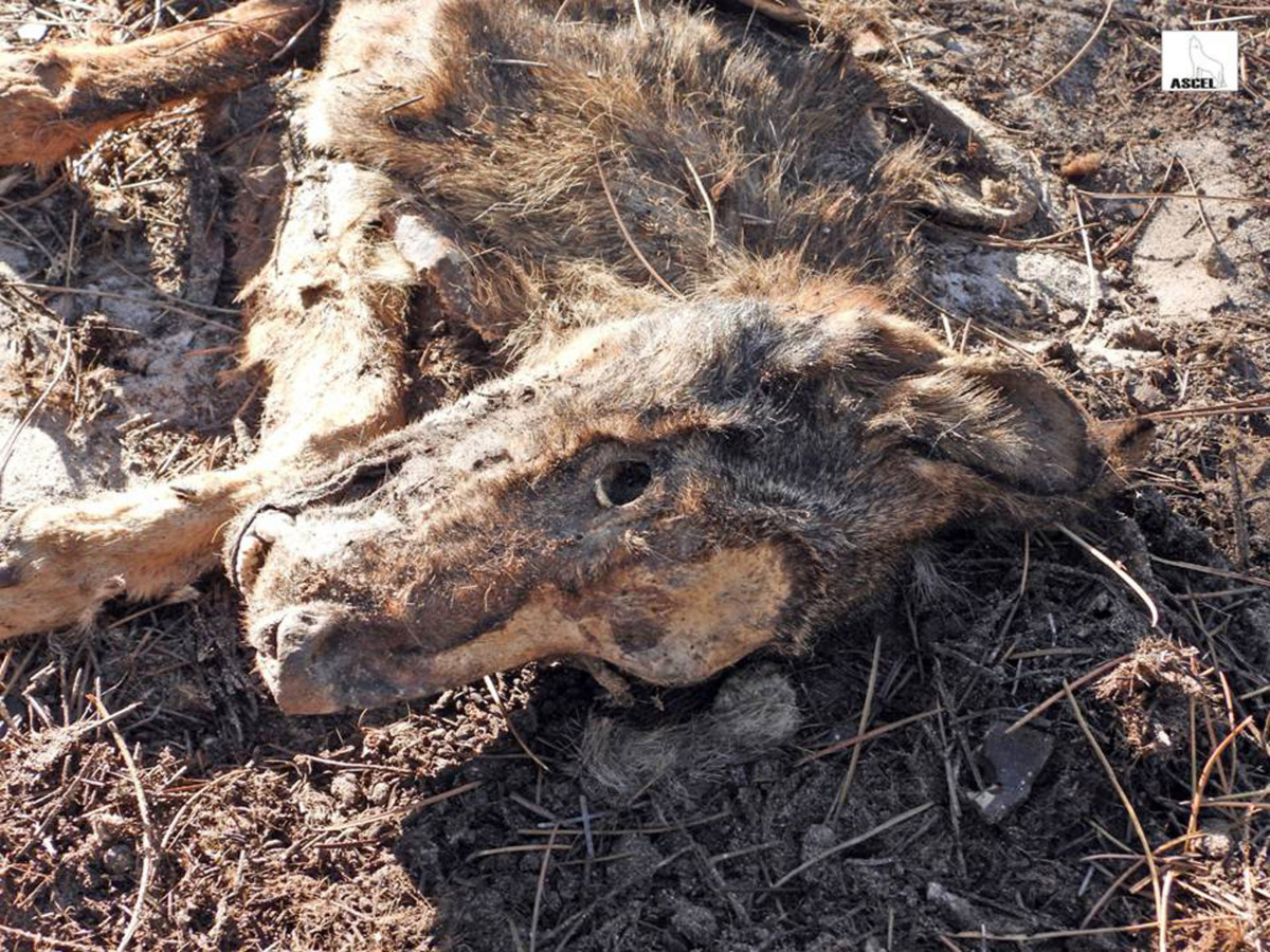 ASCEL denuncia hallazgo lobo muerto Tierra Pinares Valladolid (2)