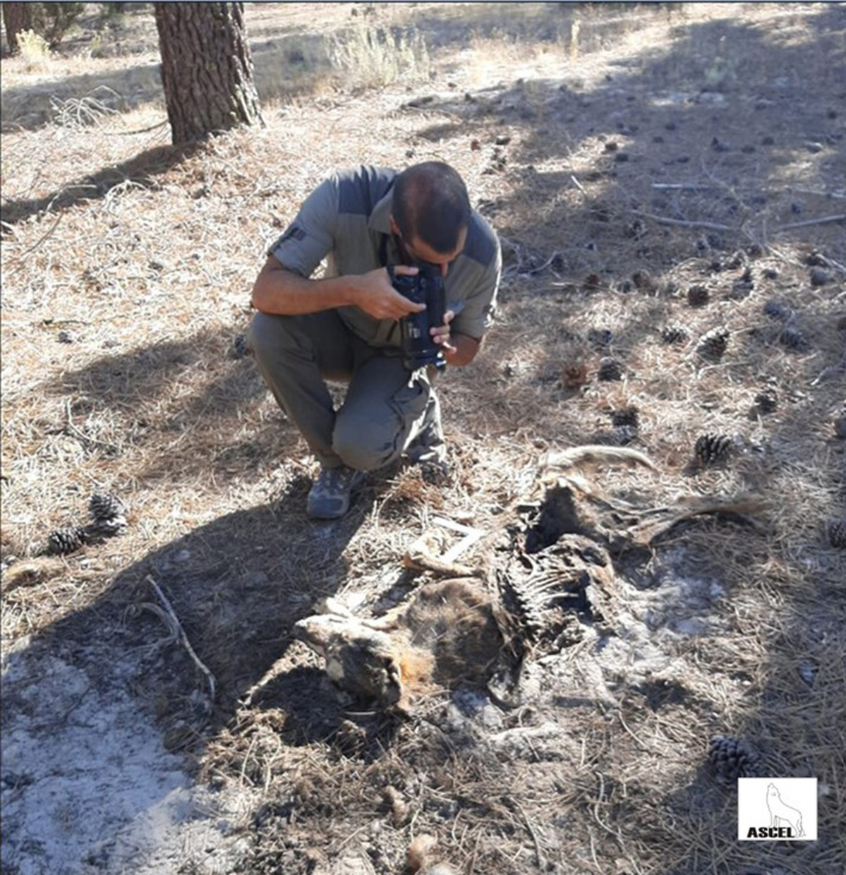 ASCEL denuncia el hallazgo de lobos muertos en Castilla y Leu00f3n (3)