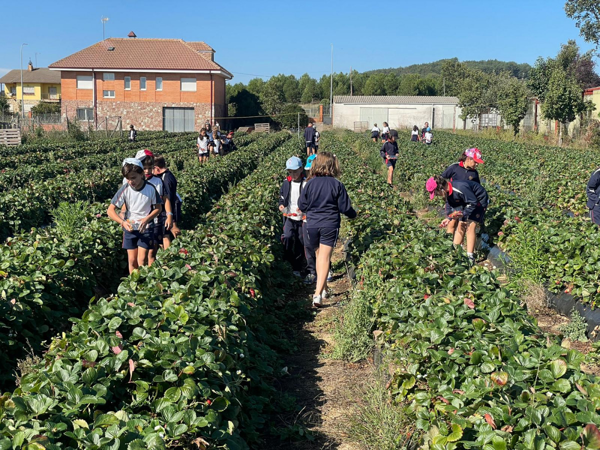 Actividad colegios fresas almanza aitalas sahechores