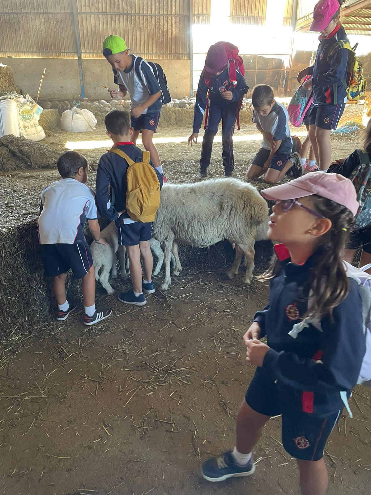 Actividad colegios fresas almanza aitalas sahechores (2)