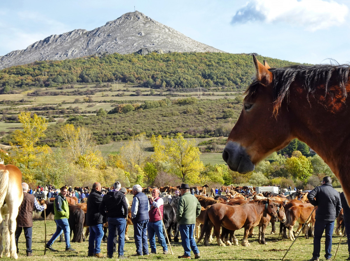 Feria del caballo la pernia