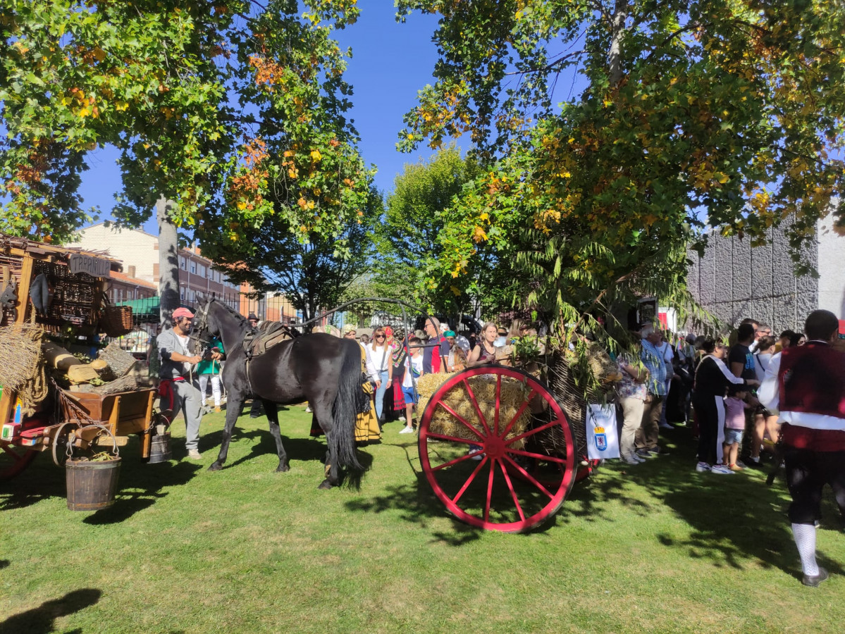 Carros engalanados romeria san froilan la virgen 2023 (21)