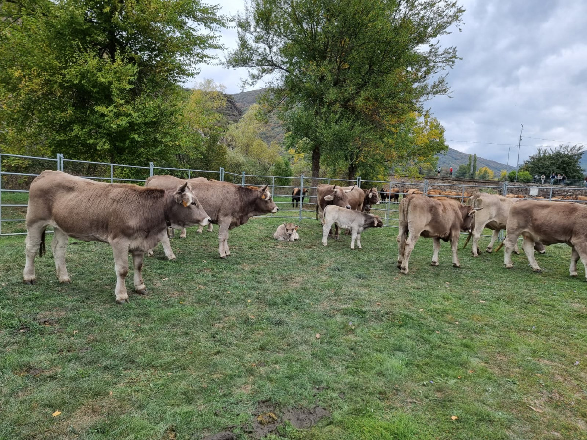 Feria de la reina 2023 DDV 14