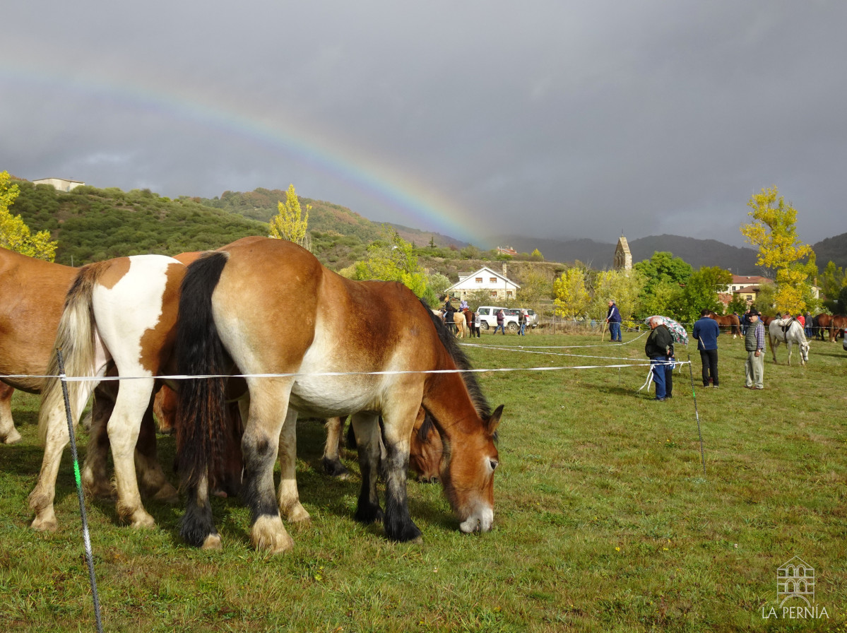 Feria del caballo la pernia san salvador de cantamuda (3)